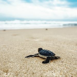 Meet your Posher, Bris